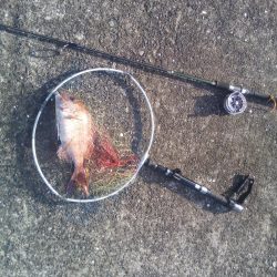 落とし込みで良サイズのマダイ2匹！