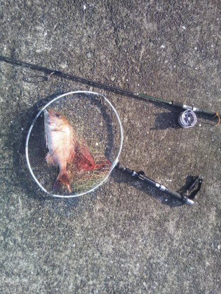 落とし込みで良サイズのマダイ2匹！