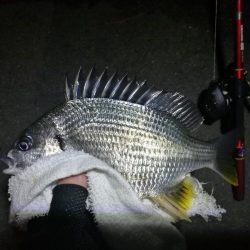 南港カモメ大橋釣行 (キビレ34cm、小メジナ釣果)