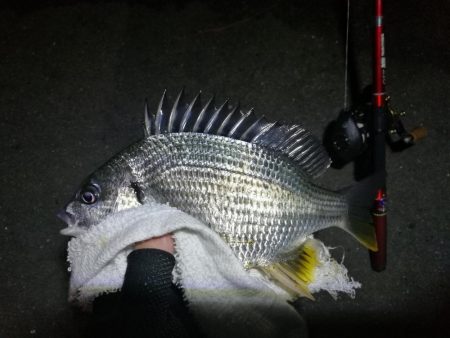 南港カモメ大橋釣行 (キビレ34cm、小メジナ釣果)