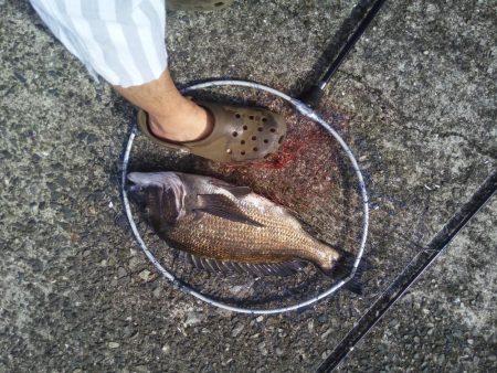 2日連続　ヘチ釣りで真鯛と47ｃｍチヌ