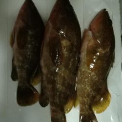 手漕ぎボート釣果