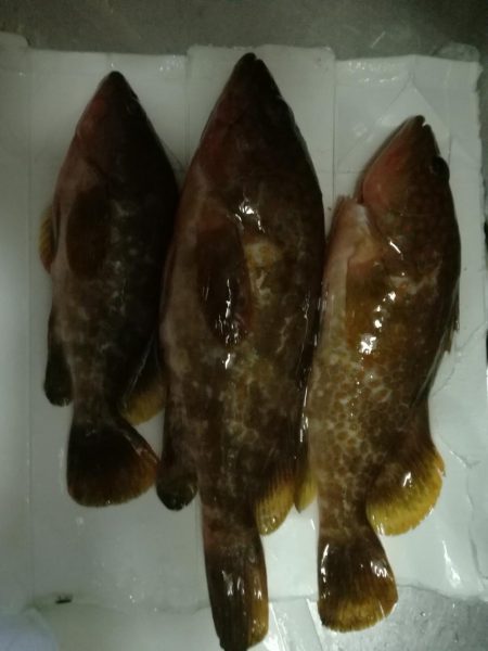 手漕ぎボート釣果