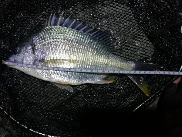 南港フェリーヘチ釣り （キビレ33cm,3…