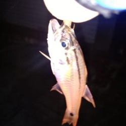 アジが釣りたくて