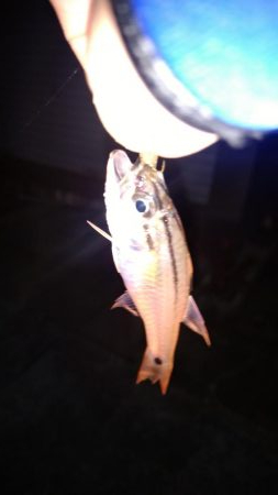 アジが釣りたくて