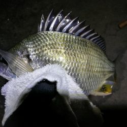 南港カモメ大橋釣行 （小キビレ、小メジナ、ガシラ釣果）