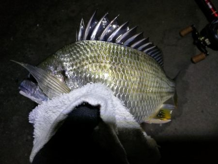 南港カモメ大橋釣行 （小キビレ、小メジナ、ガシラ釣果）