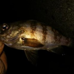 タチウオまだ　メバリング終了