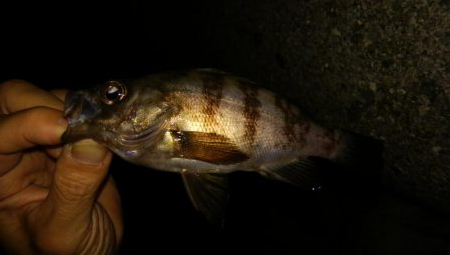 タチウオまだ　メバリング終了