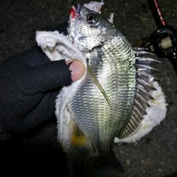 南港フェリーヘチ釣り (小キビレ、小シーバス釣果のみ)