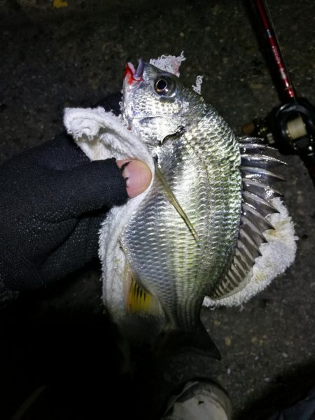 南港フェリーヘチ釣り （小キビレ、小シーバ…
