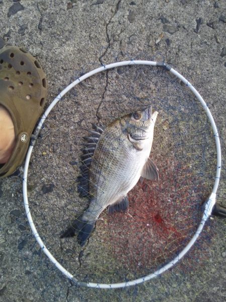 ヘチ釣りでチヌをあげるもエイが多く竿が折れ…