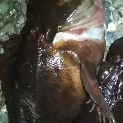 アコウAKOUアコウAKOU