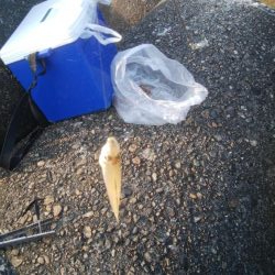 キスの他にアイナメが釣れましたー