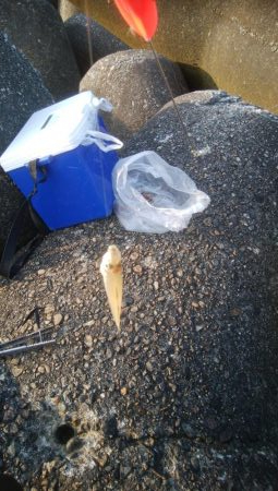 キスの他にアイナメが釣れましたー