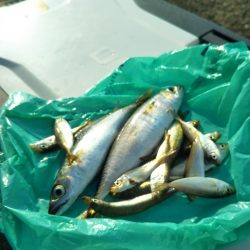 南港魚つり園でタコジグとサビキ