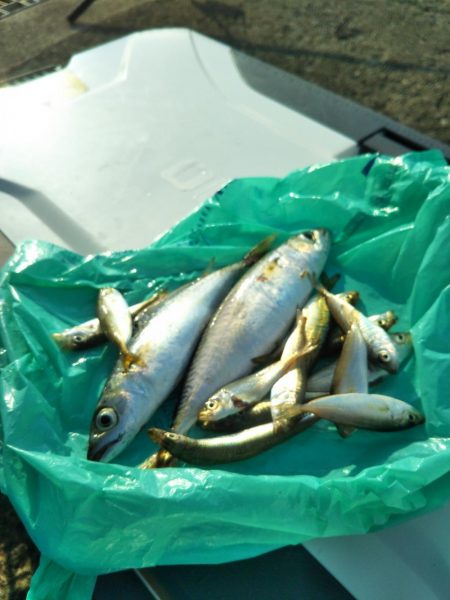 南港魚つり園でタコジグとサビキ