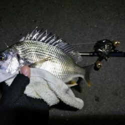 南港カモメ大橋ヘチング釣行 (キビレ33cmと小キビレ釣果のみっす(笑))