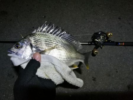 南港カモメ大橋ヘチング釣行 (キビレ33cmと小キビレ釣果のみっす(笑))