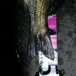 南港カモメ大橋釣行 (真チヌ48cm再び。。その他釣果有り(笑)