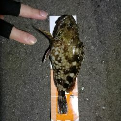 南港フェリーヘチ釣り (ミニ真チヌ、小キビレ他釣果)