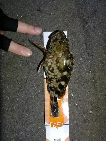 南港フェリーヘチ釣り (ミニ真チヌ、小キビレ他釣果)