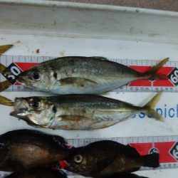 淡路島の夜釣り