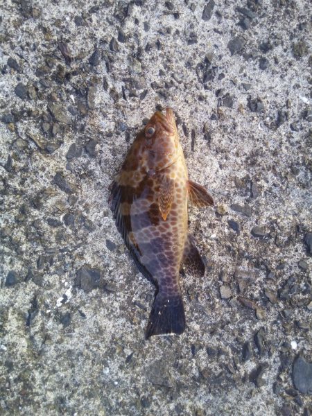 ヘチ釣りでハタ！ハタ！ハタ！