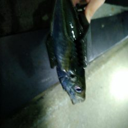 久々のアジング