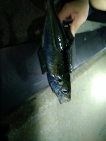 久々のアジング