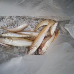 キス好調です！