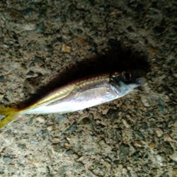 サビキとアジング