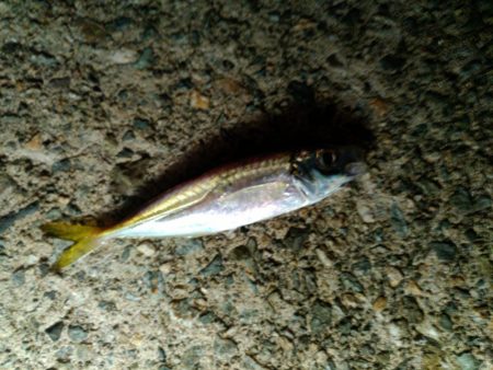 サビキとアジング