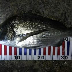 根魚探索 ナイトゲーム編