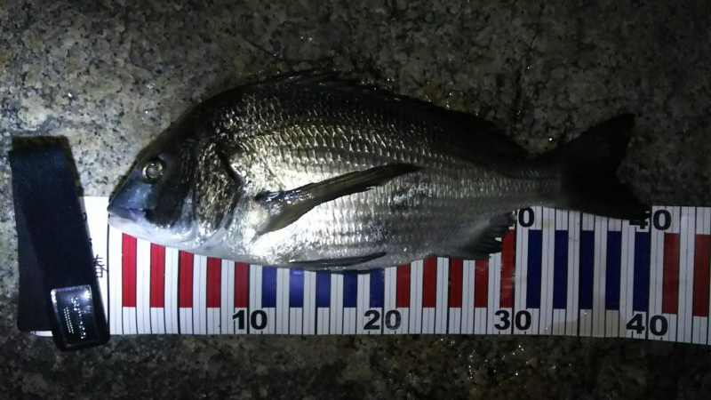 根魚探索 ナイトゲーム編