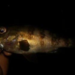 ジキング、ワインド、メバリング