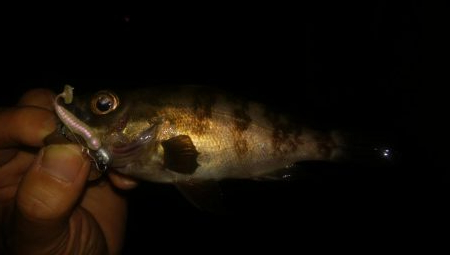 ジキング、ワインド、メバリング