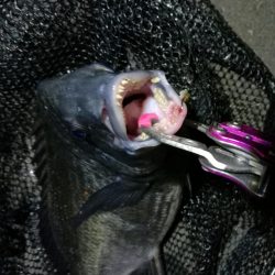 南港カモメ大橋釣行 (真チヌ40cm、小キビレ釣果有りマス)