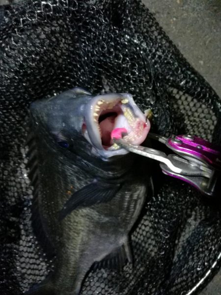 南港カモメ大橋釣行 (真チヌ40cm、小キビレ釣果有りマス)