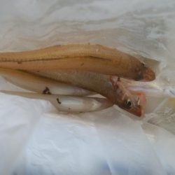 キス釣れましたー