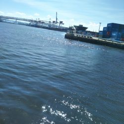 南港シーサイドコスモ