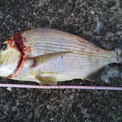 ヘチ釣りでヘダイ48ｃｍ！ワームでマダイ！