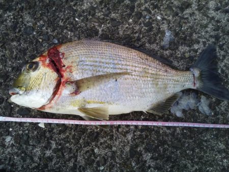 ヘチ釣りでヘダイ48ｃｍ！ワームでマダイ！