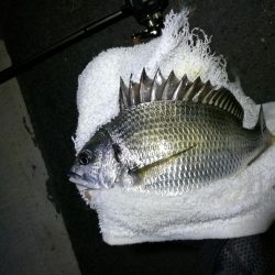 南港フェリーのヘチ釣り (小キビレ釣果のみです)