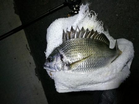 南港フェリーのヘチ釣り (小キビレ釣果のみです)