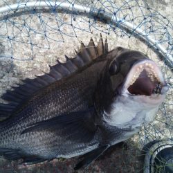 ヘチ釣りでチヌ