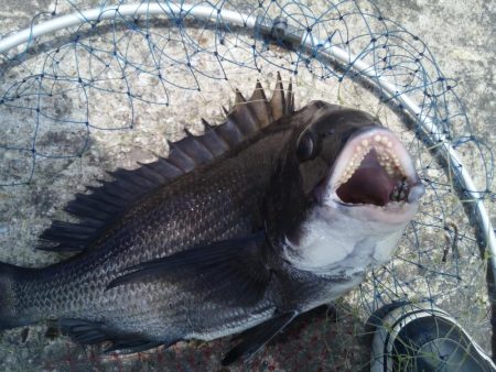 ヘチ釣りでチヌ