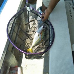 明石で鯛ラバとジギング