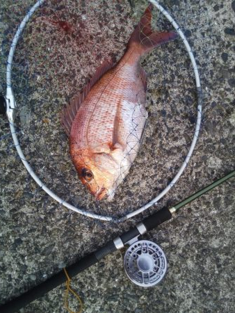 ヘチ釣りで良型マダイ!